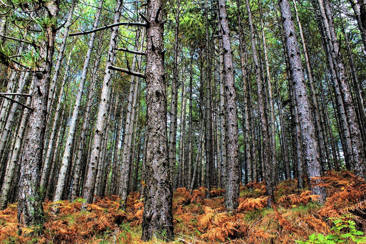 Foresta In Medias Mores Trablus Dış mekan fotoğraf